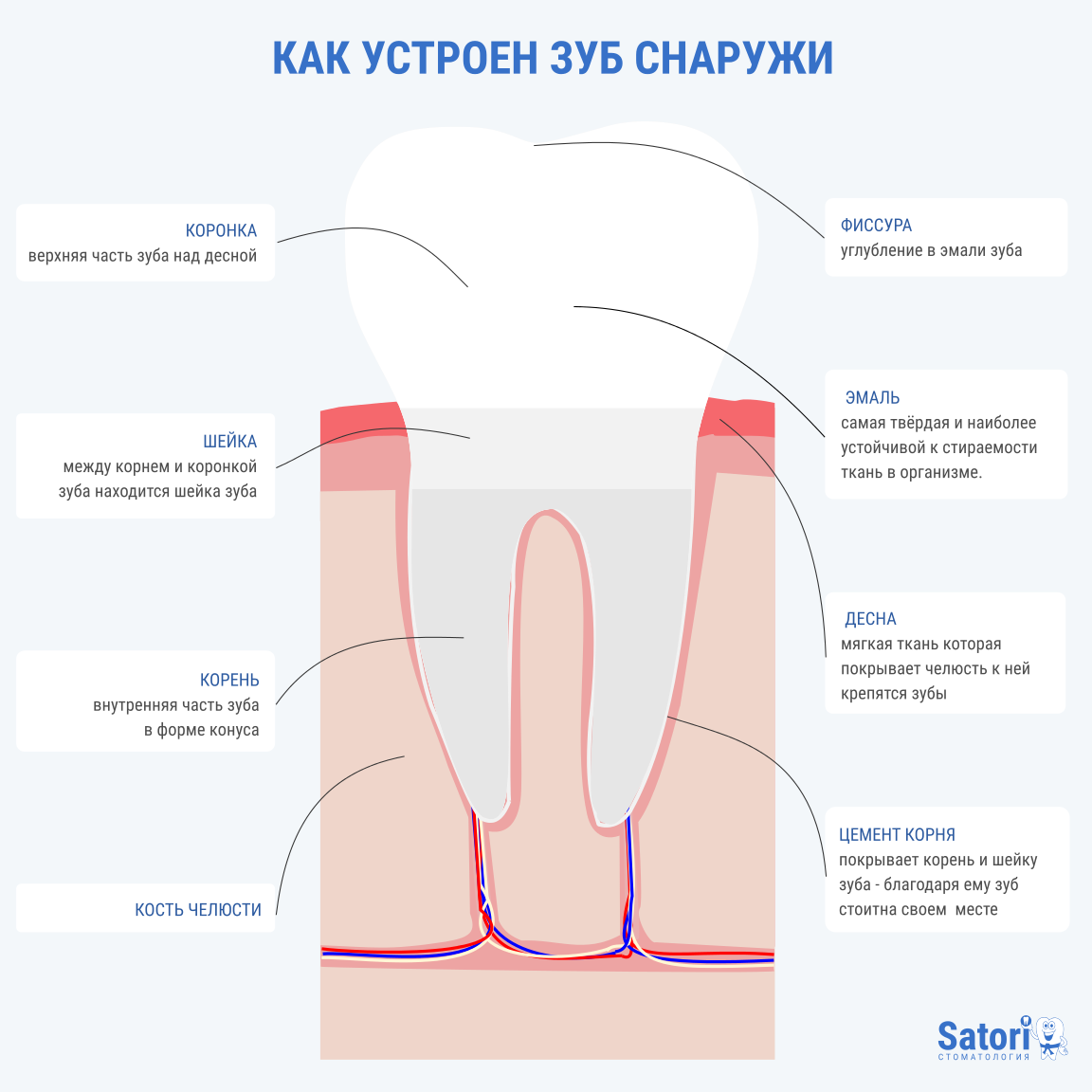 Инфографика - Как устроен зуб снаружи