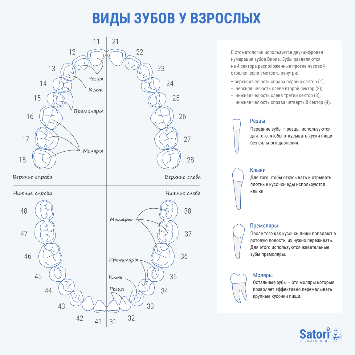 Схема зубов у взрослых